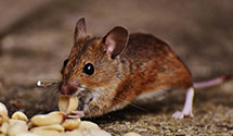 24 Hour & Emergency Exterminators in Crystal City, CA